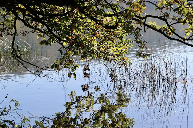 Laacher See 23.10.24_1U8A4493 Kopie