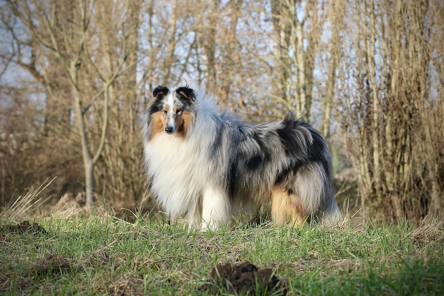 Mick15.12.25_8157 Kopie