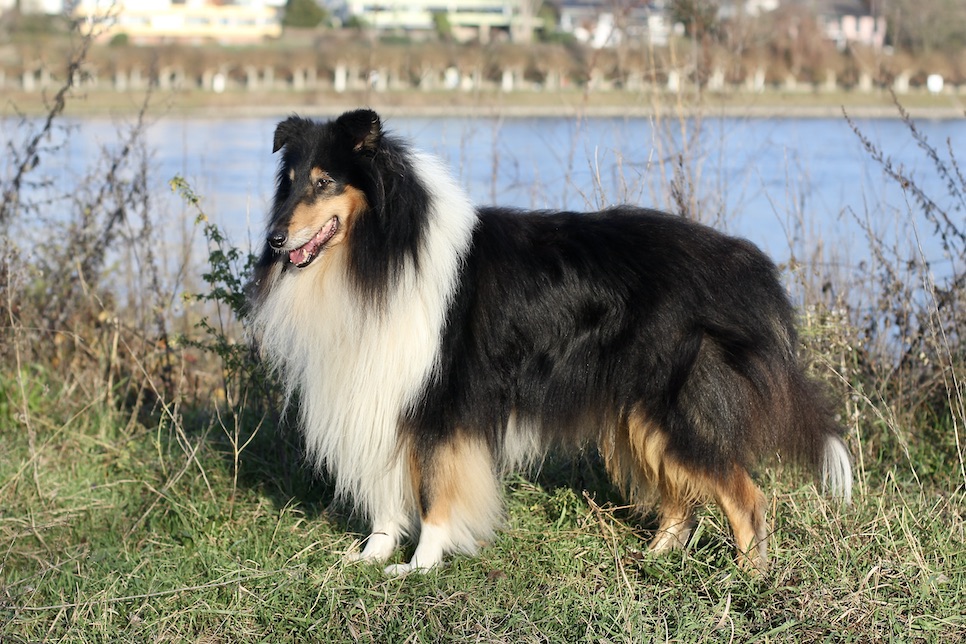 Ray15.12.25_8084 Kopie