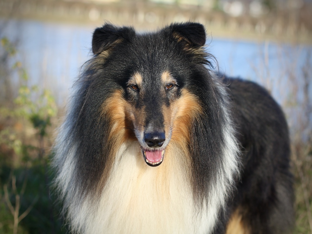 Ray15.12.25_8088 Kopie