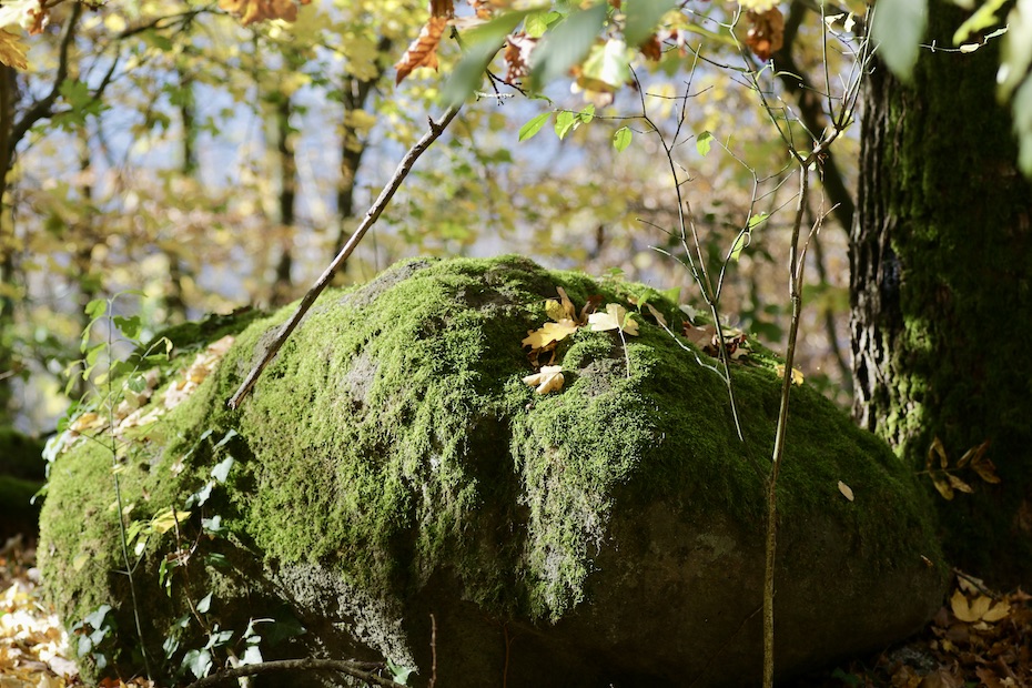 Laacher See 5.11.25_1U8A9003 Kopie