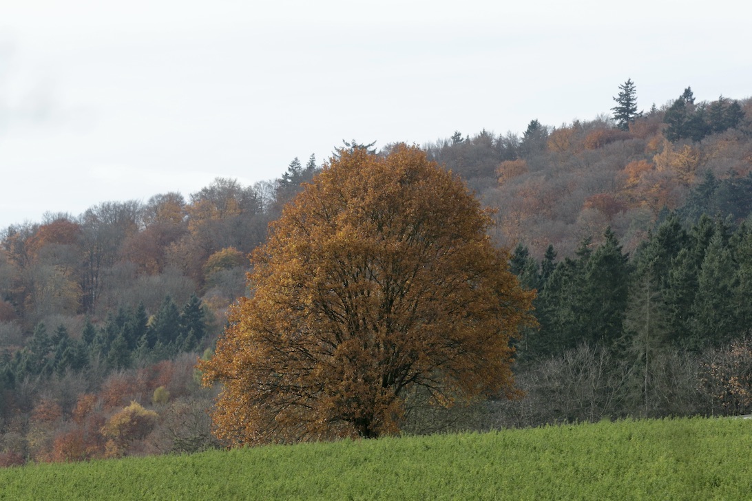 Laacher See5.11.25_1U8A8869 Kopie