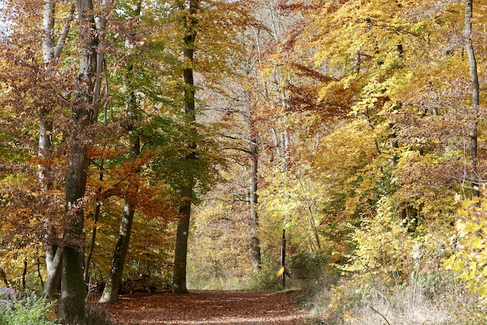 Laacher See5.11.25_1U8A8885 Kopie