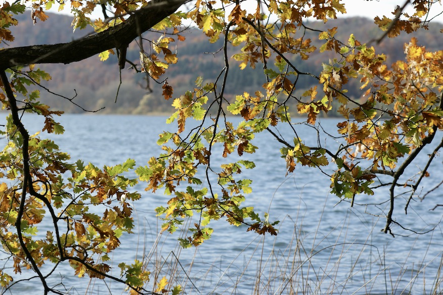 Laacher See5.11.25_1U8A8973 Kopie