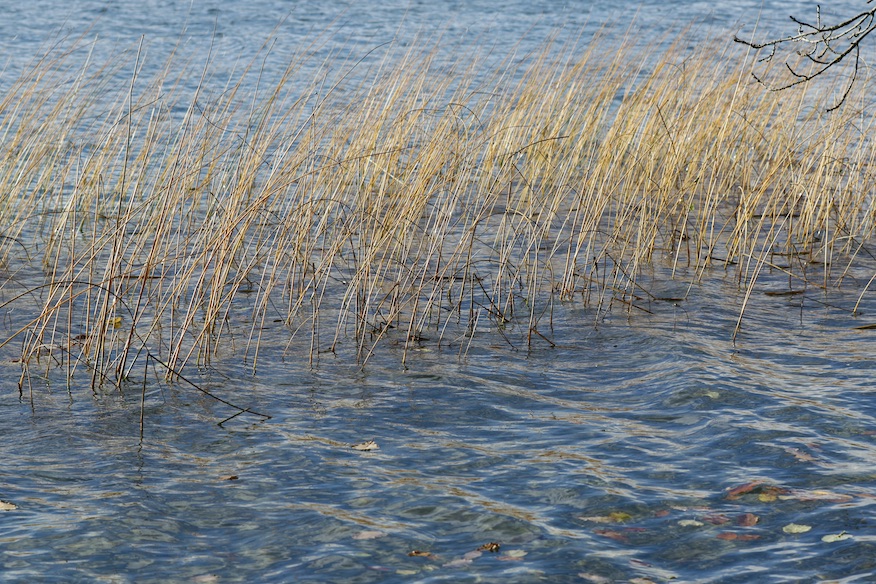 Laacher See5.11.25_1U8A8993 Kopie