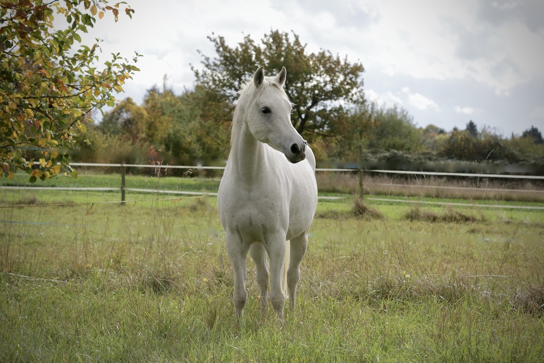 Manni18.10.25_1U8A8112 Kopie