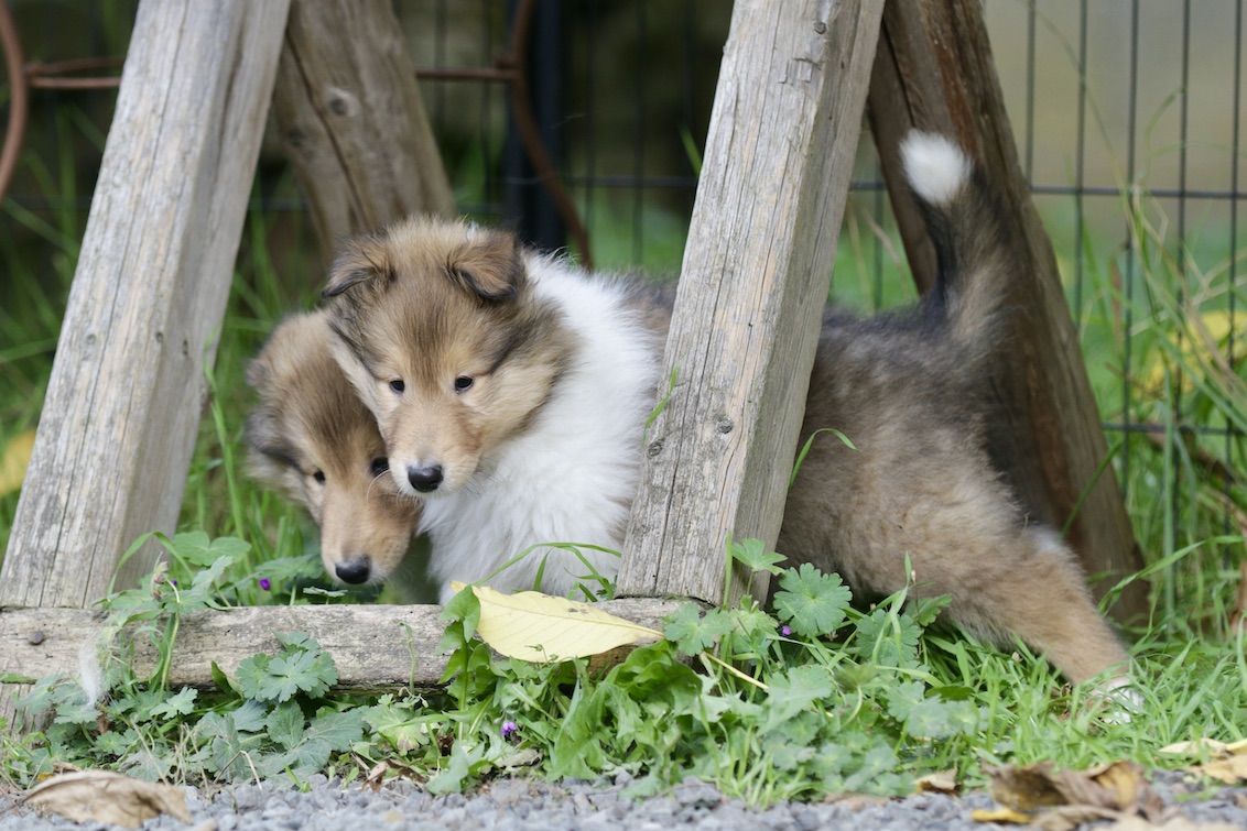 N-Wurf 19.10.25_1U8A8394 Kopie