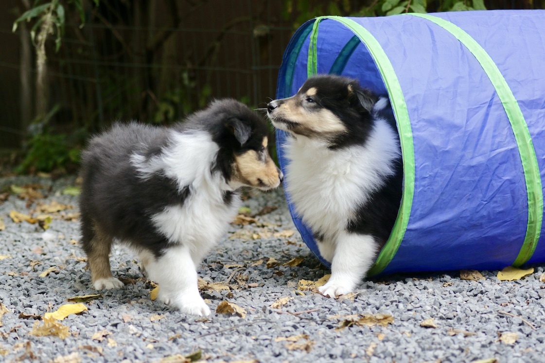 N-Wurf 19.10.25_1U8A8402 Kopie