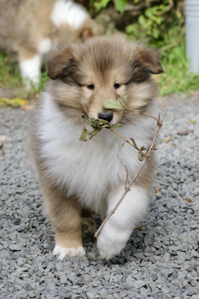 N-Wurf19.10.25_1U8A8281 Kopie