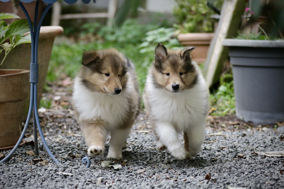 N-Wurf19.10.25_1U8A8297 Kopie