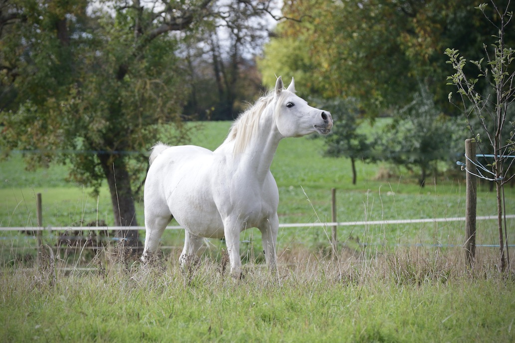 Sara18.10.25_1U8A8009 Kopie