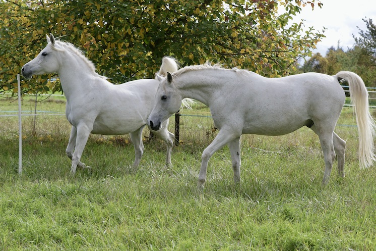 SaraManni18.10.25_1U8A8113 Kopie