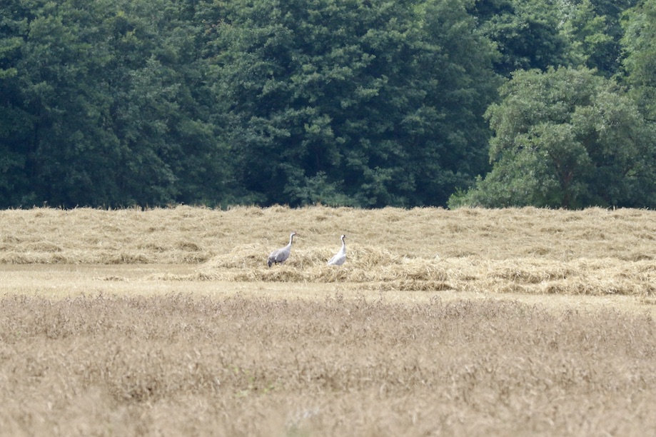 Kraniche31.7.25_1U8A7545 Kopie