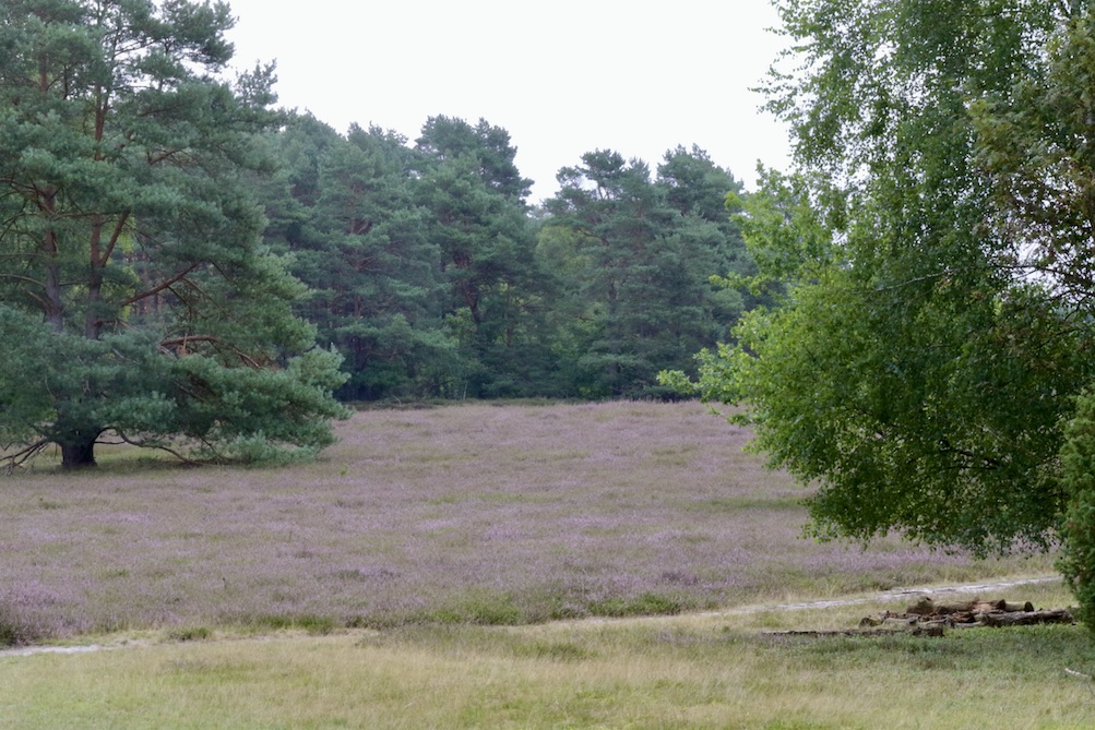 Misselhorner Heide2.8.25_1U8A7725 Kopie