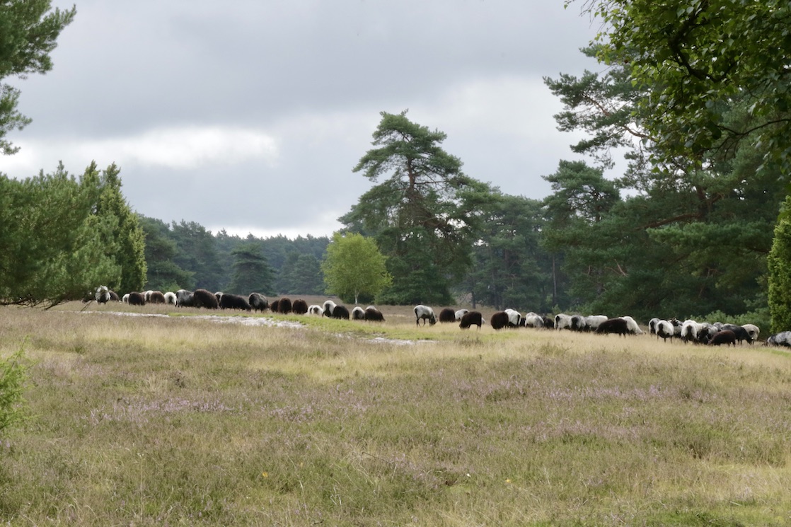 Misselhorner Heide2.8.25_1U8A7727 Kopie