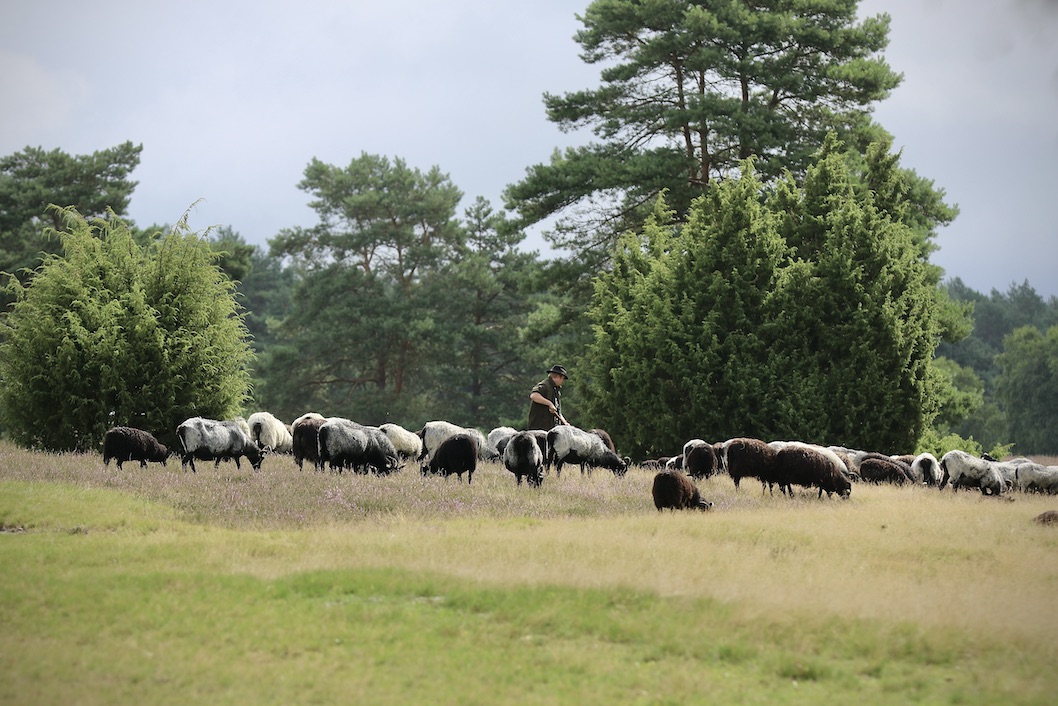Misselhorner Heide2.8.25_1U8A7729 Kopie