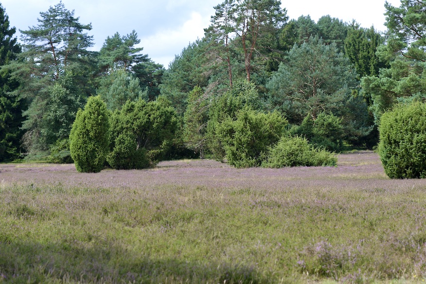 Misselhornerheide2.8.25_1U8A7800 Kopie