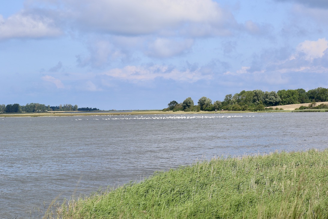 Schwäne31.7.25_1U8A7572 Kopie