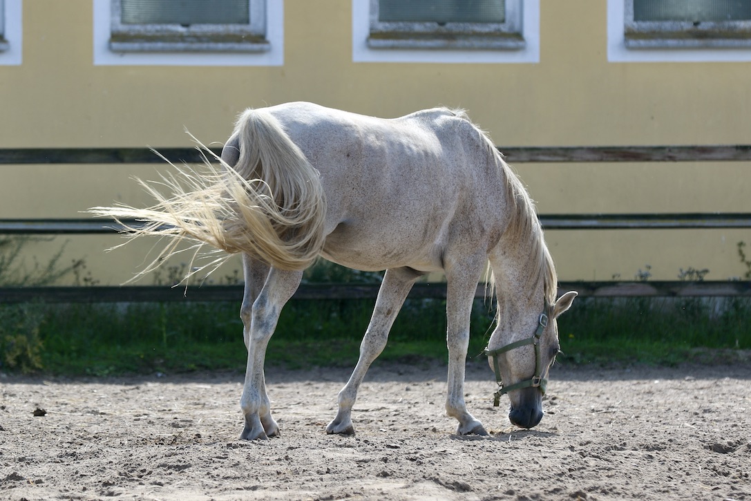 Shazad 7.25_1U8A7106 Kopie