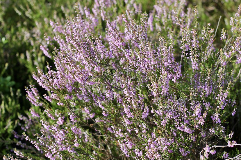 Südheide2.8.25_5727 Kopie