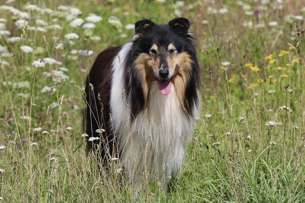 Wolle28.7.25_1U8A7146 Kopie