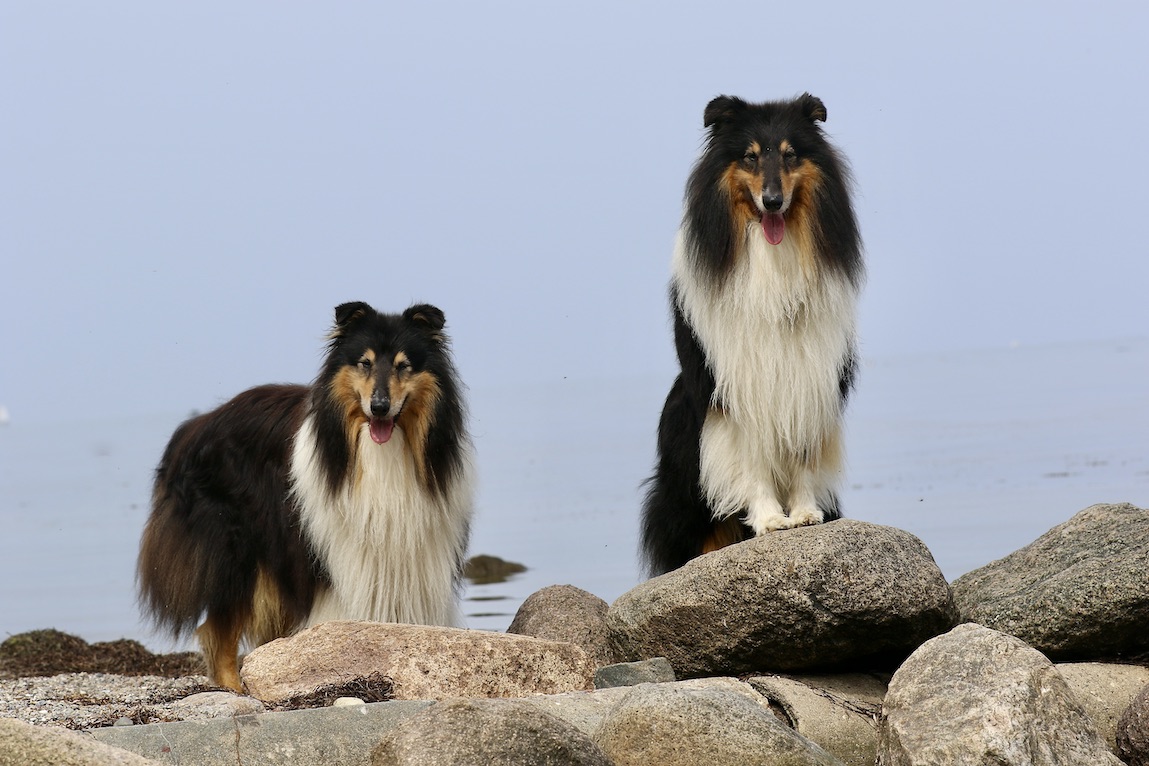WolleRay Insel Poel 27.7.25_1U8A7024 Kopie